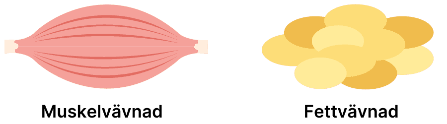 Muskel-och-fettvävnad-illustration.png
