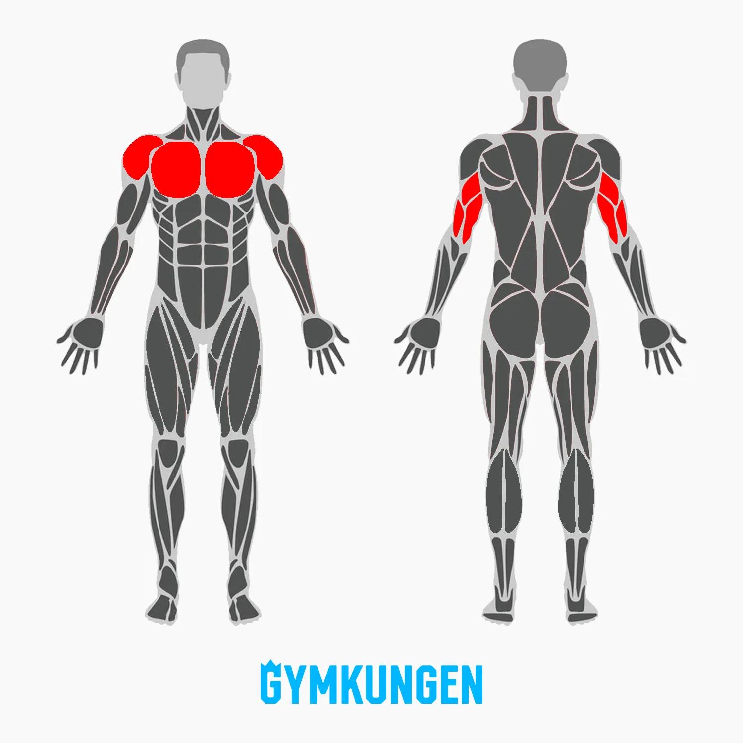 Muskler-som-tränas-vid-armhävningar.webp