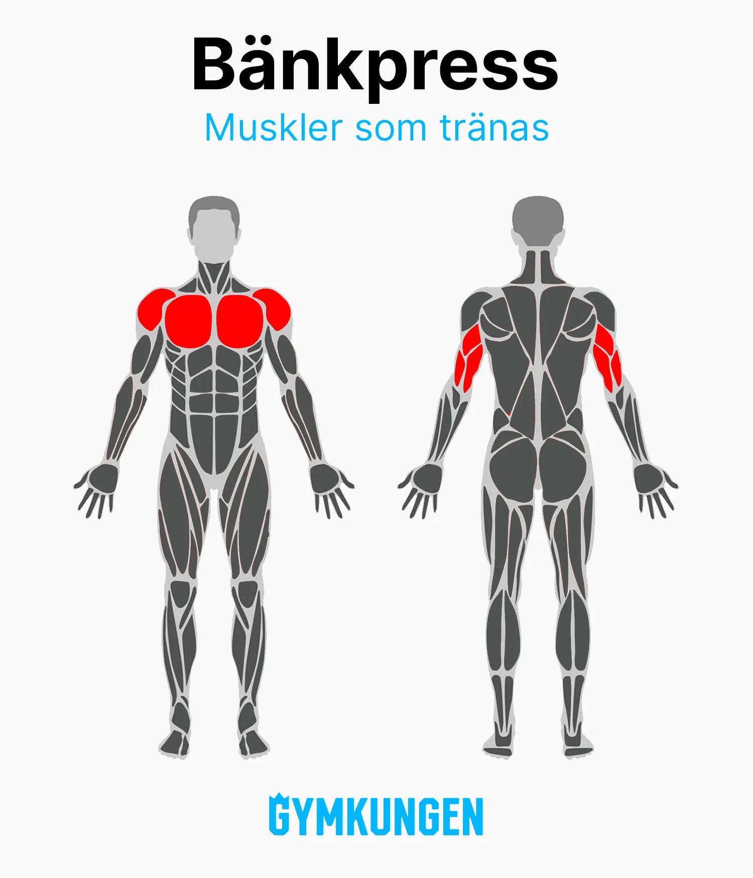 Anatomisk bild som visar med rött vilka muskler som tränas vid bänkpress
