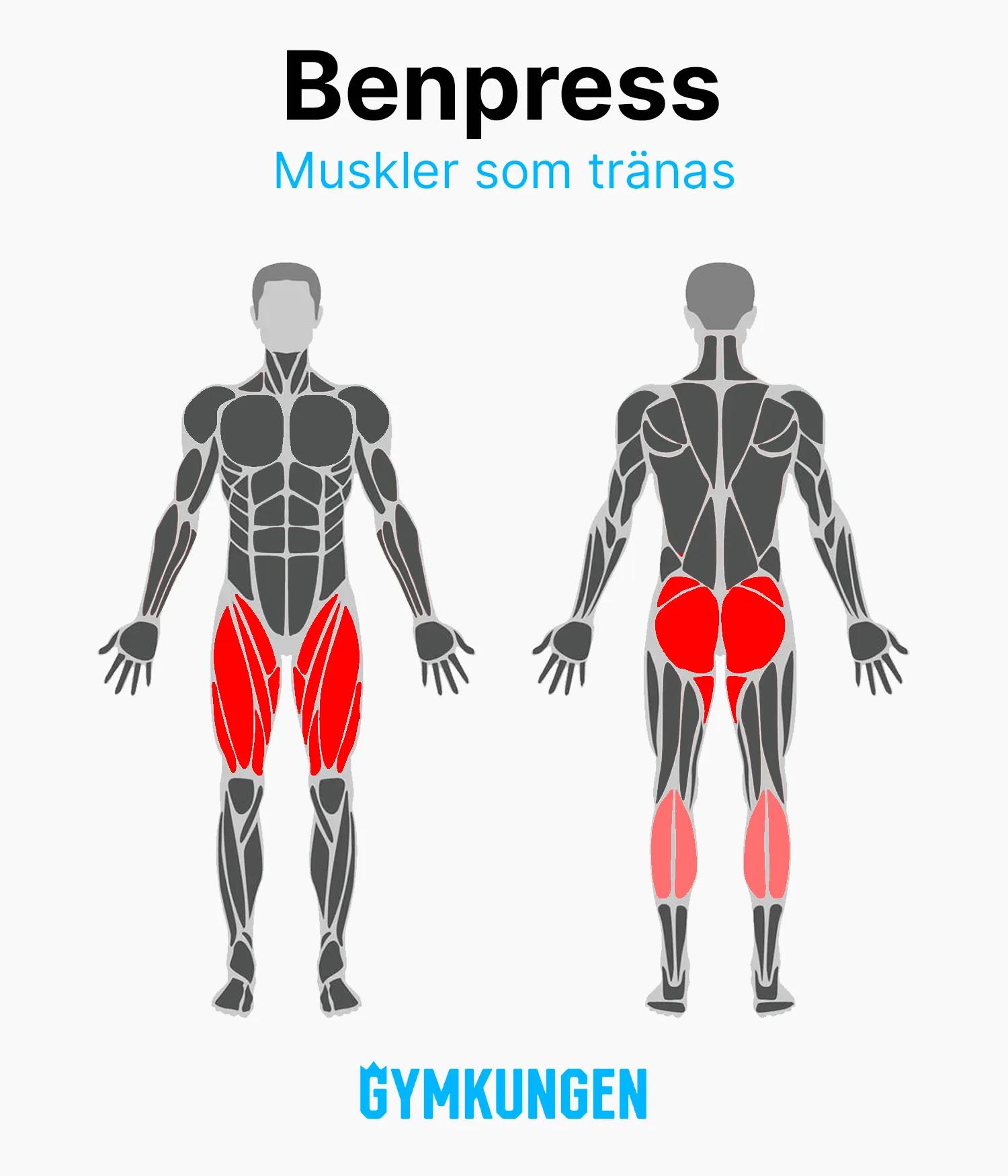 Anatomisk bild som visar med rött vilka muskler som tränas vid benpress