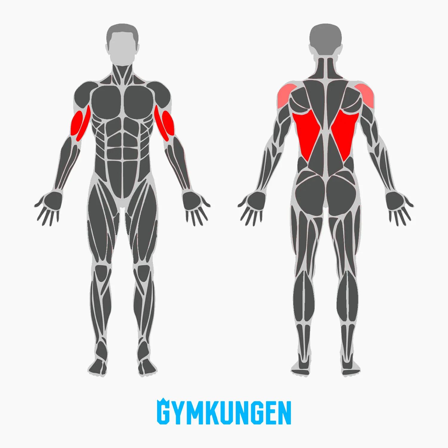 Muskler-som-tränas-vid-chins.webp