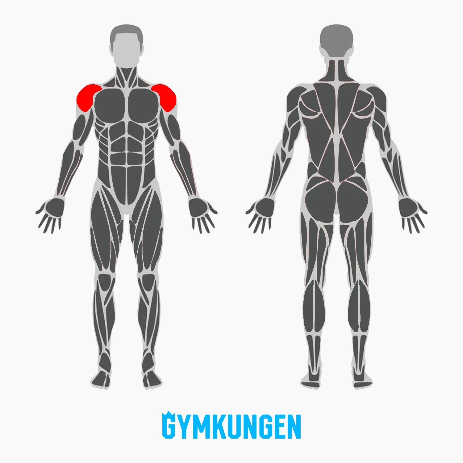 Muskler-som-tränas-vid-front-raises.webp