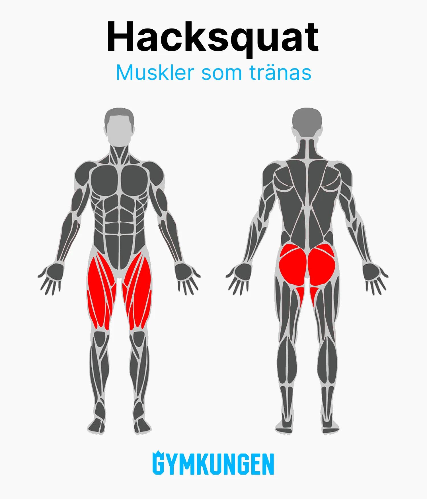 Anatomisk bild som visar med rött vilka muskler som tränas vid hacksquat