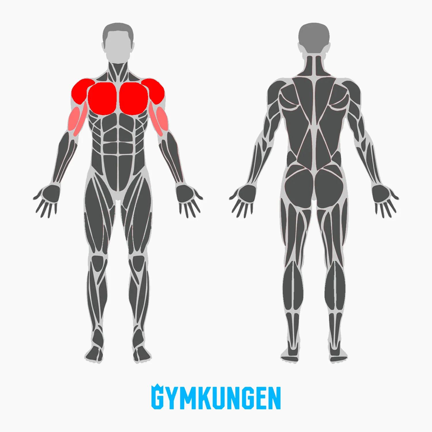 Muskler-som-tränas-vid-hantelflyes.webp