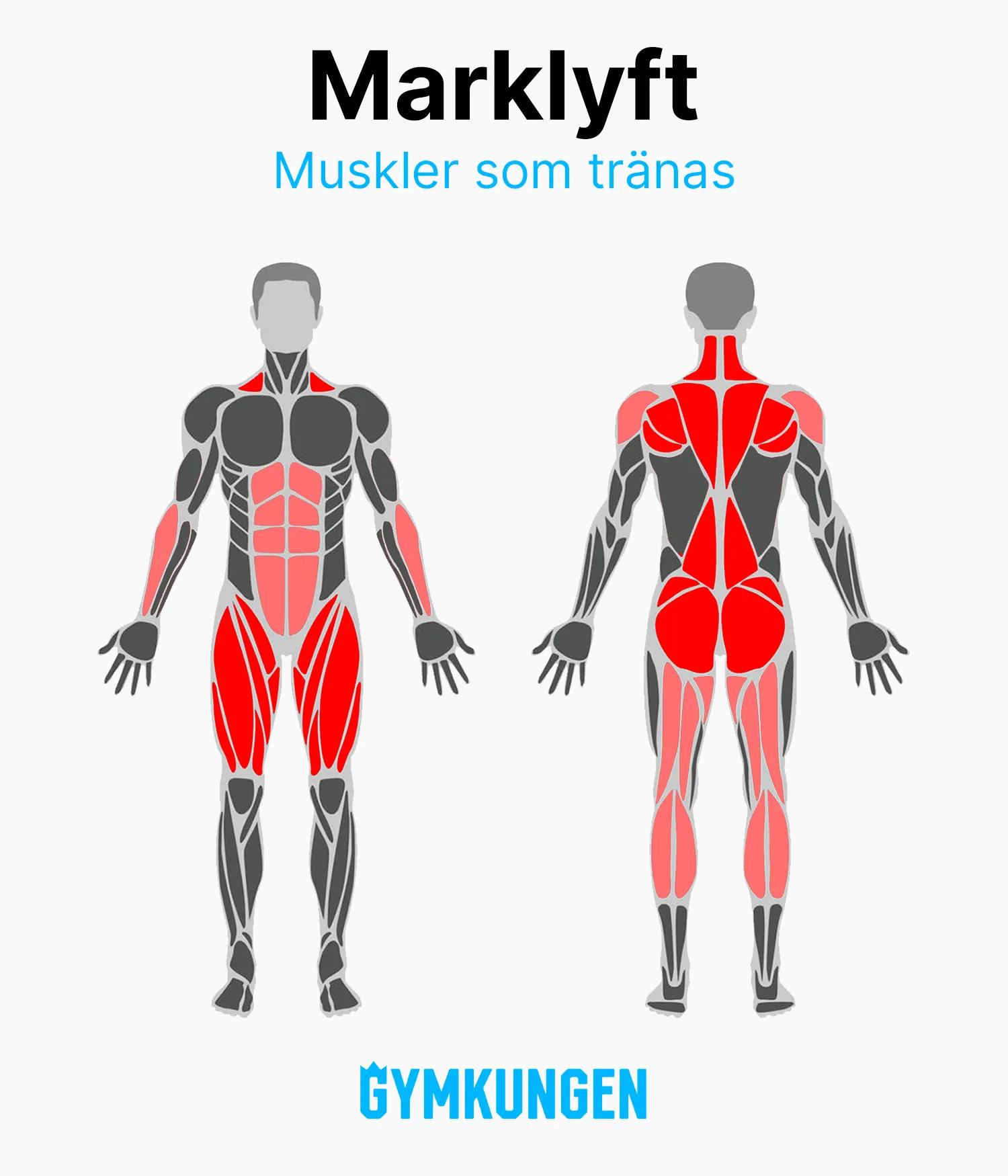Anatomisk bild som visar med rött vilka muskler som tränas vid marklyft