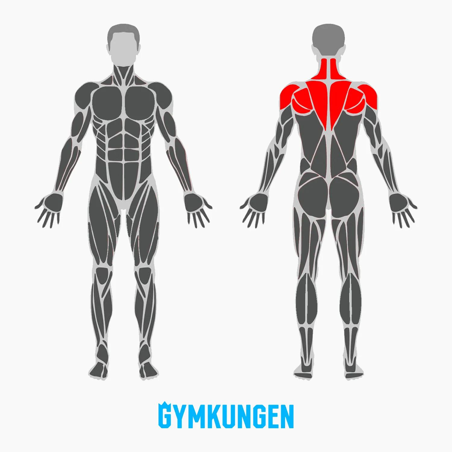 Muskler-som-tränas-vid-reverse-dumbbell-flyes.webp