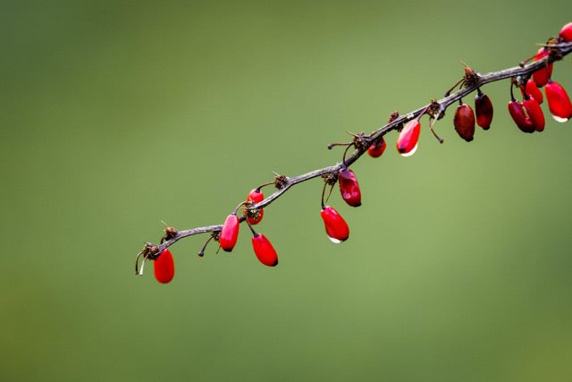Detta är Berberine
