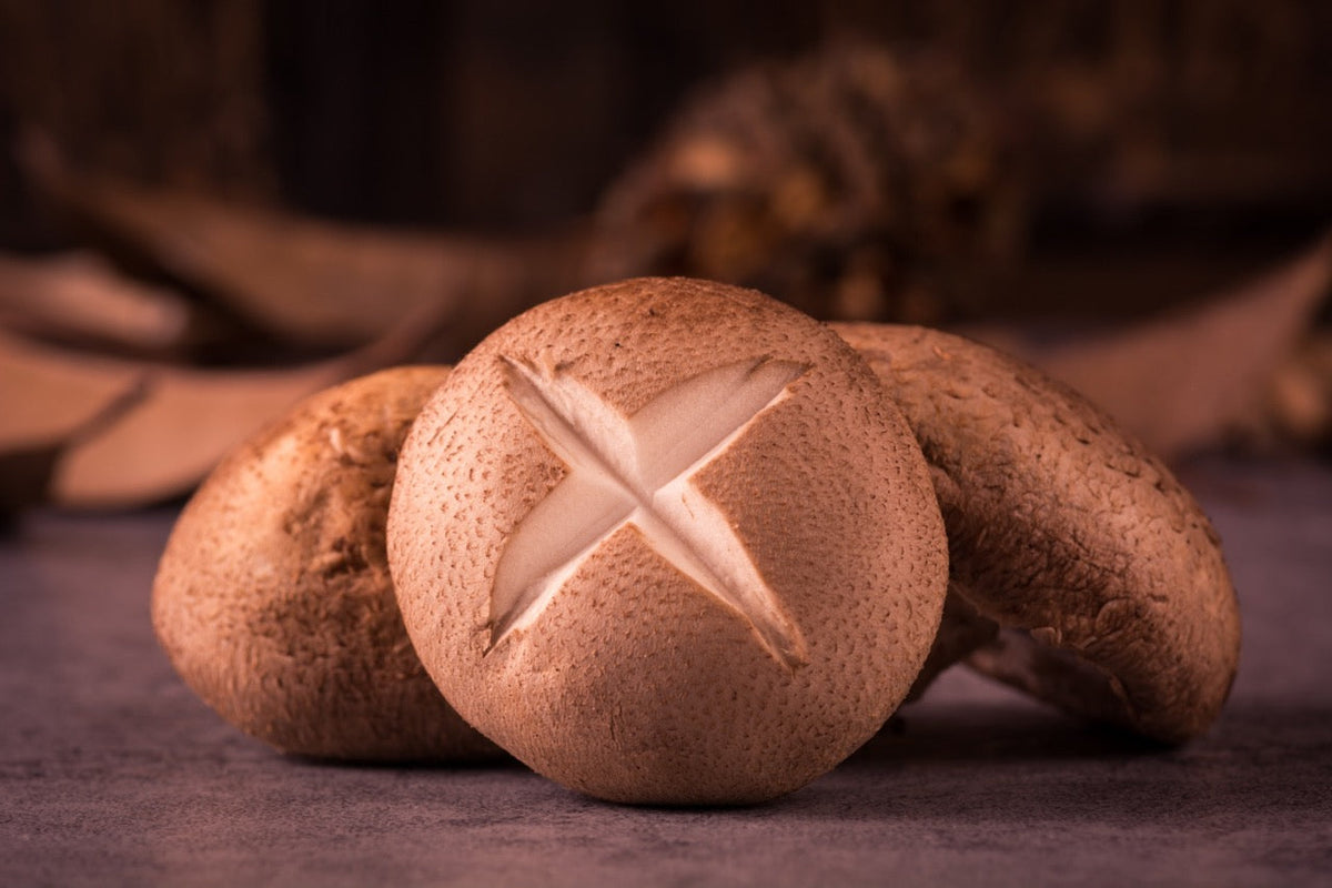 Allt om svampen Shiitake