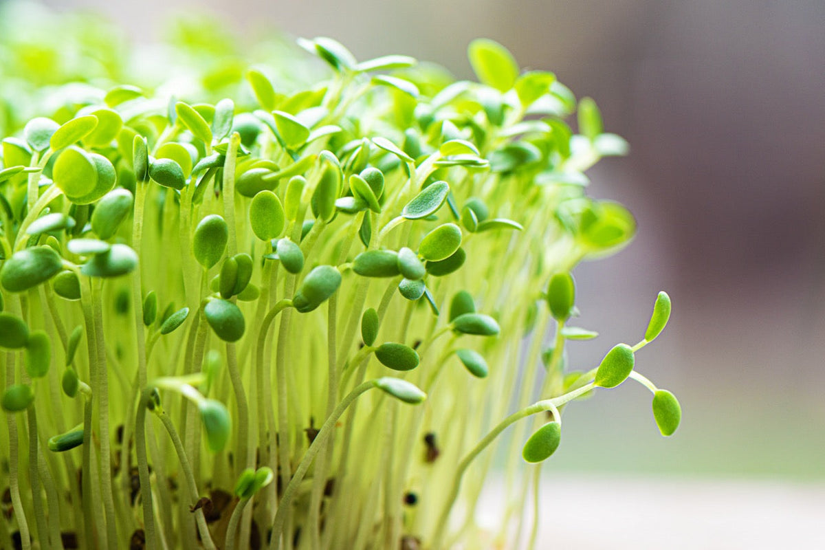 Broccoligroddar innehållande sulforafan